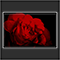 smoth rose